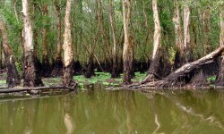 Ca Mau - Sümpfe, Flüsse und Mangrovenwälder
