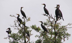 Bang Lang Vogelschutzreservat