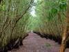 Ca Mau - Swamps, rivers and Mangrove forests
