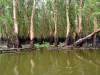 Ca Mau - Swamps, rivers and Mangrove forests