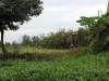 Ca Mau - Swamps, rivers and Mangrove forests