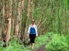 Tra Su Forest